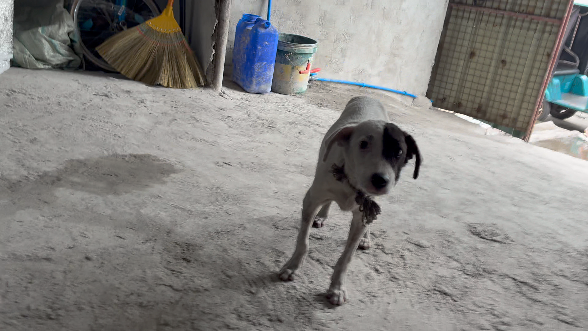 スラムで暮らす犬も痩せている
