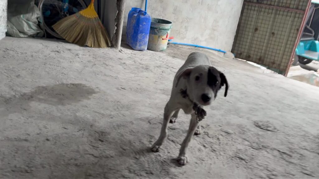 スラムで暮らす犬も痩せている